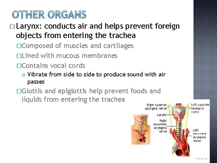 � Larynx: conducts air and helps prevent foreign objects from entering the trachea �Composed