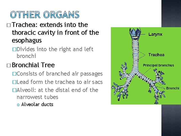 � Trachea: extends into the thoracic cavity in front of the esophagus �Divides into