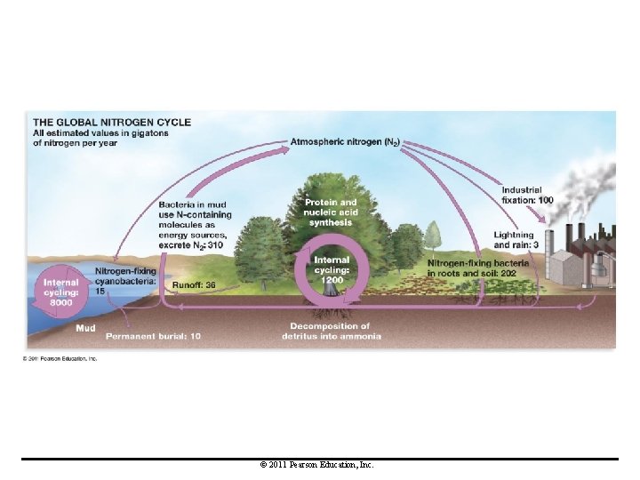 © 2011 Pearson Education, Inc. 