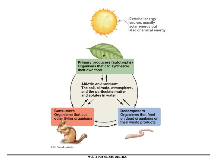 © 2011 Pearson Education, Inc. 