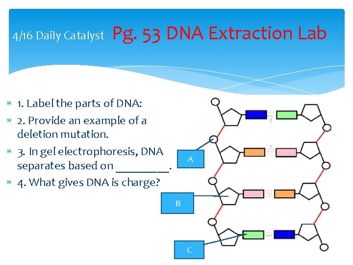 416 daily catalyst pg 53 dna extraction lab