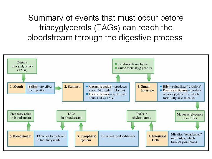 Summary of events that must occur before triacyglycerols (TAGs) can reach the bloodstream through