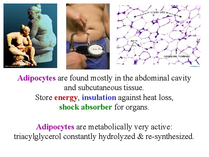 Adipocytes are found mostly in the abdominal cavity and subcutaneous tissue. Store energy, insulation