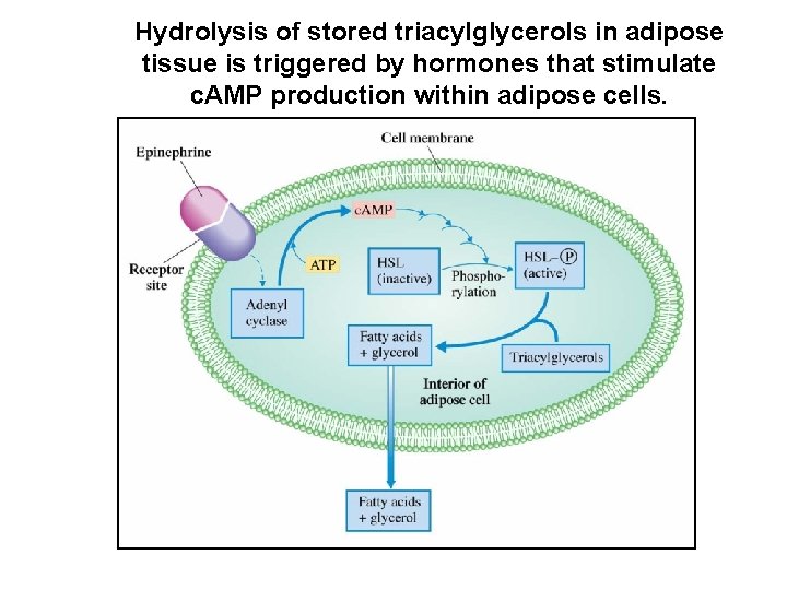 Hydrolysis of stored triacylglycerols in adipose tissue is triggered by hormones that stimulate c.