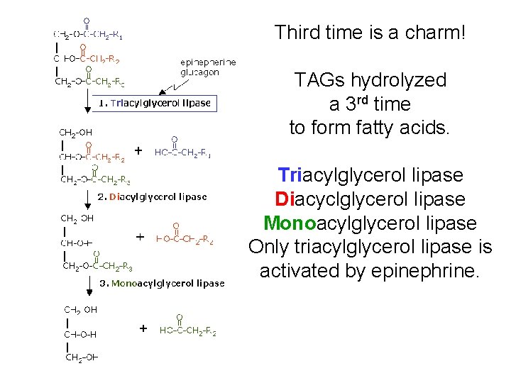 Third time is a charm! TAGs hydrolyzed a 3 rd time to form fatty