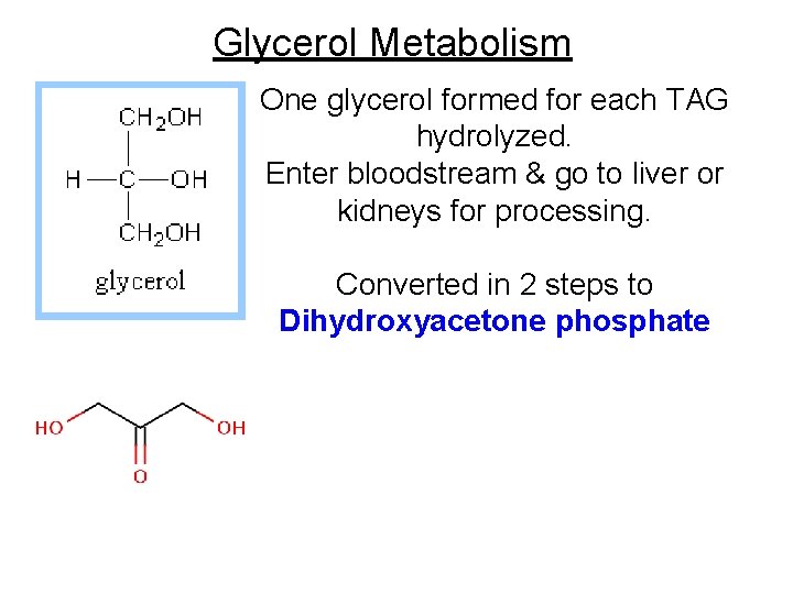 Glycerol Metabolism One glycerol formed for each TAG hydrolyzed. Enter bloodstream & go to