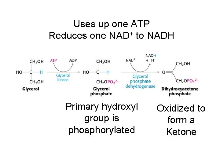Uses up one ATP Reduces one NAD+ to NADH Primary hydroxyl group is phosphorylated