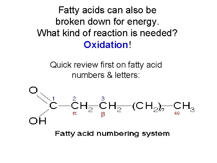 Fatty acids can also be broken down for energy. What kind of reaction is