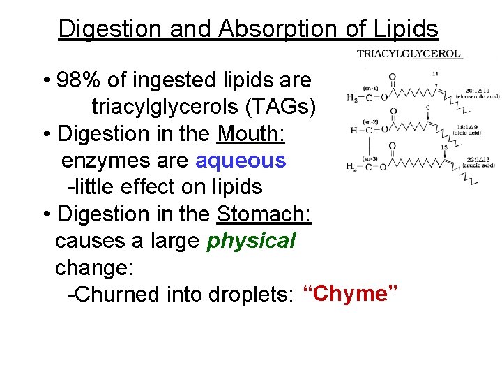 Digestion and Absorption of Lipids • 98% of ingested lipids are triacylglycerols (TAGs) •