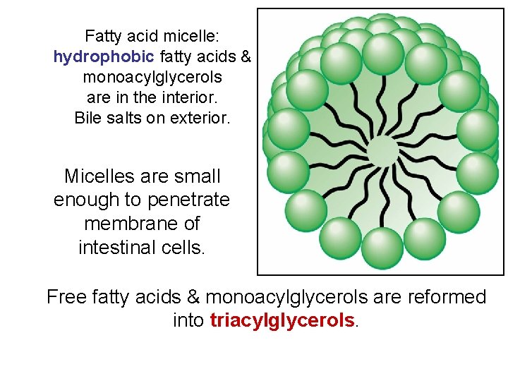 Fatty acid micelle: hydrophobic fatty acids & monoacylglycerols are in the interior. Bile salts