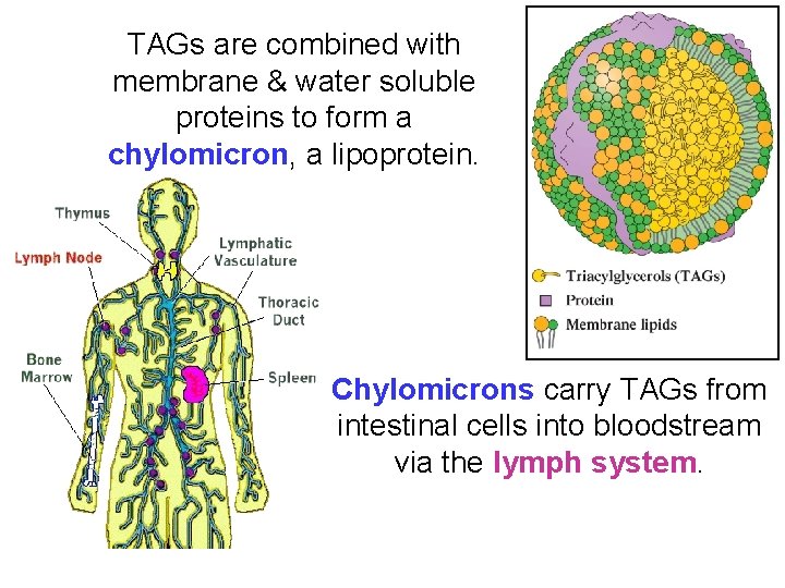 TAGs are combined with membrane & water soluble proteins to form a chylomicron, a