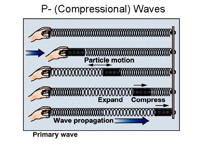 P- (Compressional) Waves 