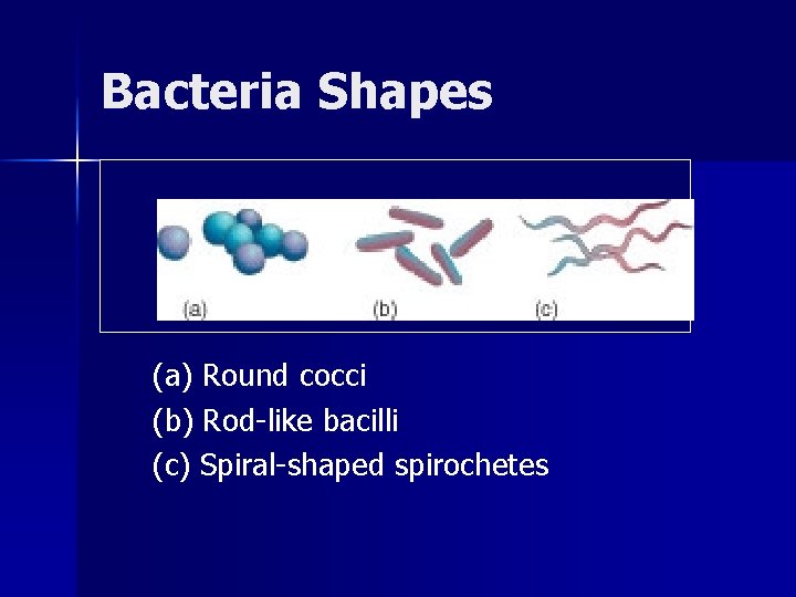 Bacteria Shapes (a) Round cocci (b) Rod-like bacilli (c) Spiral-shaped spirochetes 