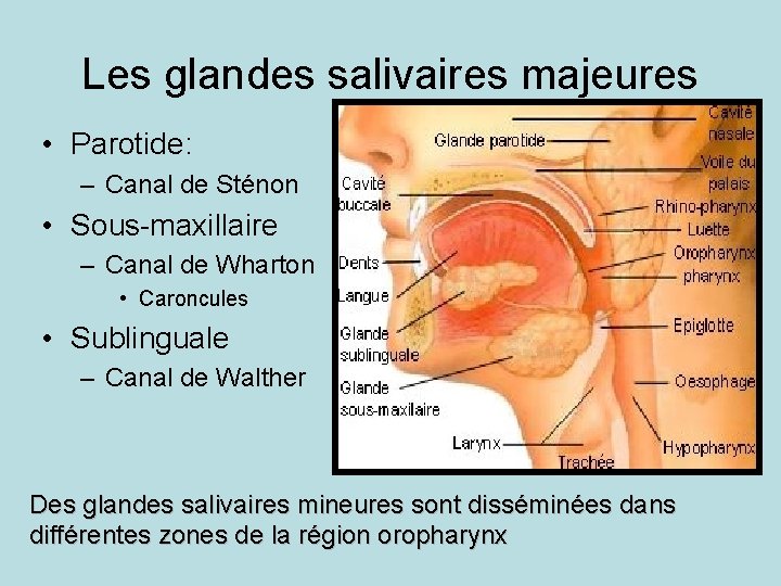 Les glandes salivaires majeures • Parotide: – Canal de Sténon • Sous-maxillaire – Canal