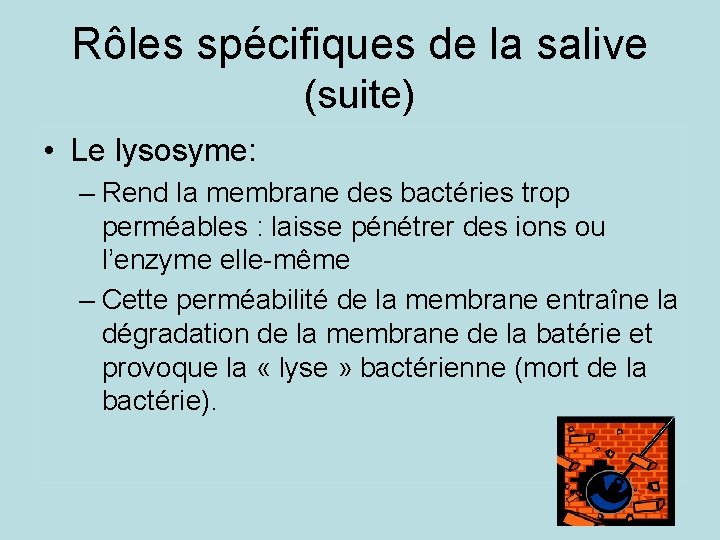 Rôles spécifiques de la salive (suite) • Le lysosyme: – Rend la membrane des