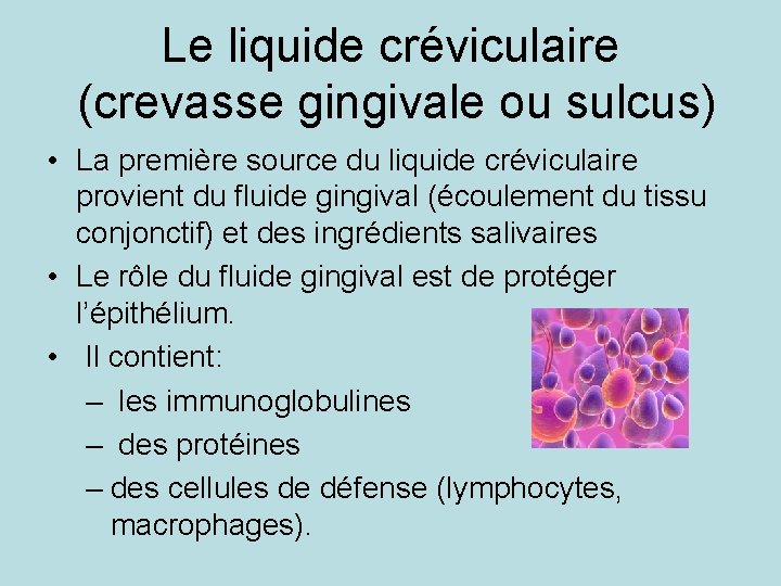 Le liquide créviculaire (crevasse gingivale ou sulcus) • La première source du liquide créviculaire