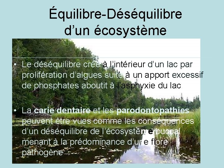 Équilibre-Déséquilibre d’un écosystème • Le déséquilibre créé à l’intérieur d’un lac par prolifération d’algues