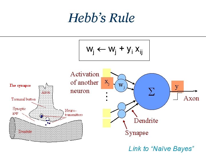 Hebb’s Rule wj + yi xij Activation of another xj neuron wj S y