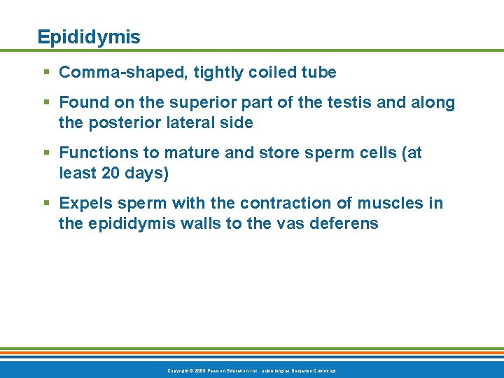 Epididymis § Comma-shaped, tightly coiled tube § Found on the superior part of the