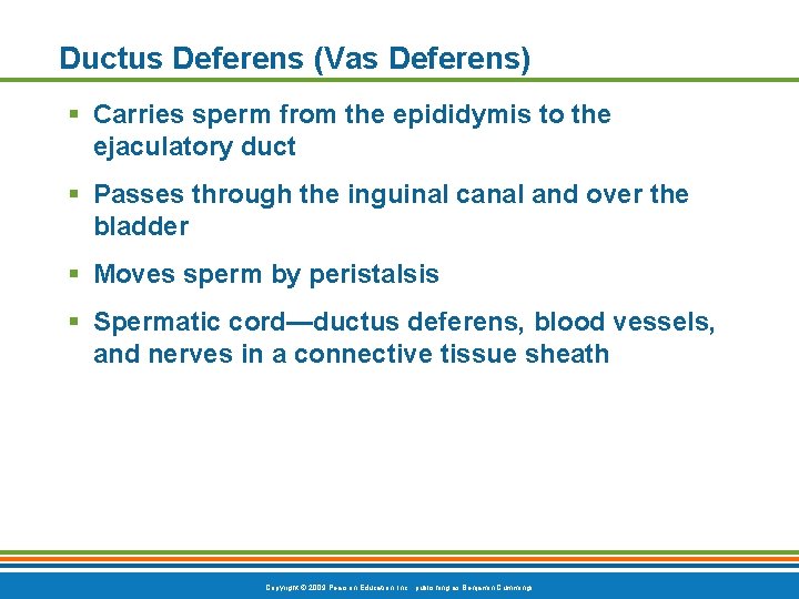 Ductus Deferens (Vas Deferens) § Carries sperm from the epididymis to the ejaculatory duct