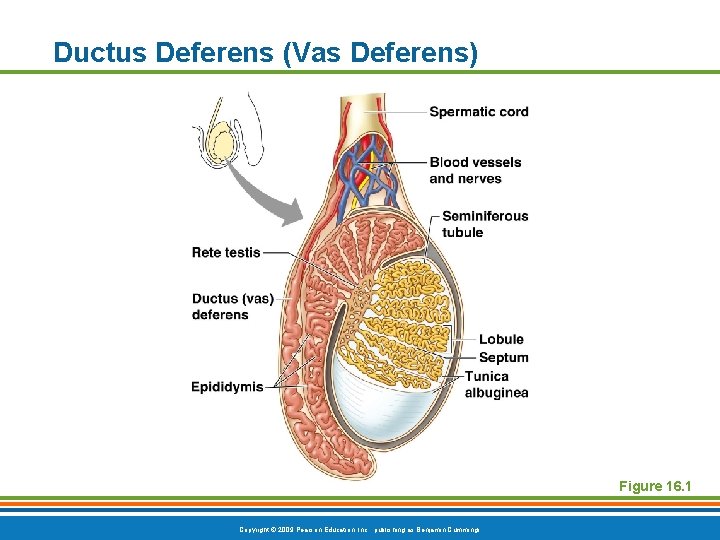 Ductus Deferens (Vas Deferens) Figure 16. 1 Copyright © 2009 Pearson Education, Inc. ,