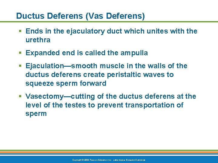 Ductus Deferens (Vas Deferens) § Ends in the ejaculatory duct which unites with the