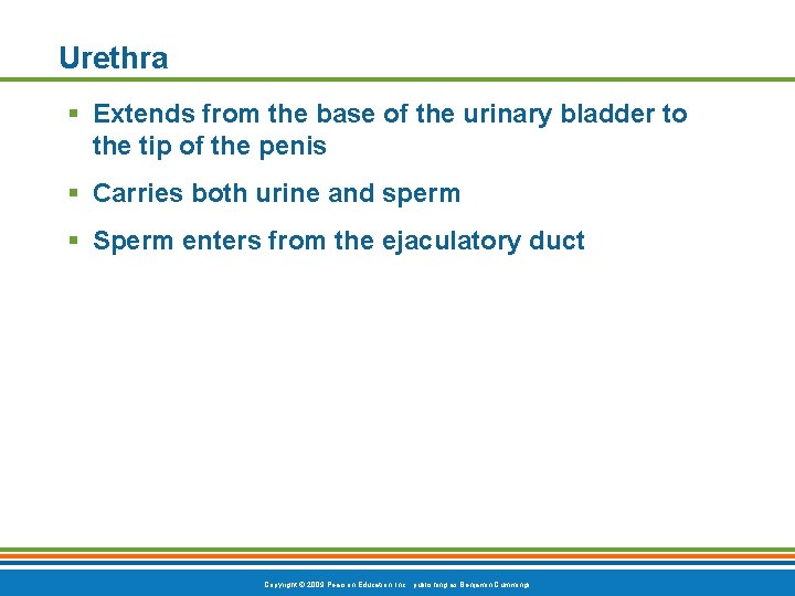 Urethra § Extends from the base of the urinary bladder to the tip of