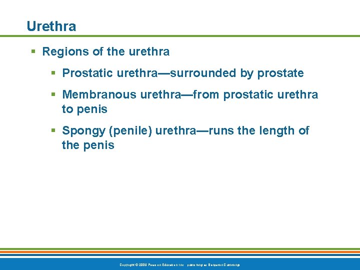 Urethra § Regions of the urethra § Prostatic urethra—surrounded by prostate § Membranous urethra—from
