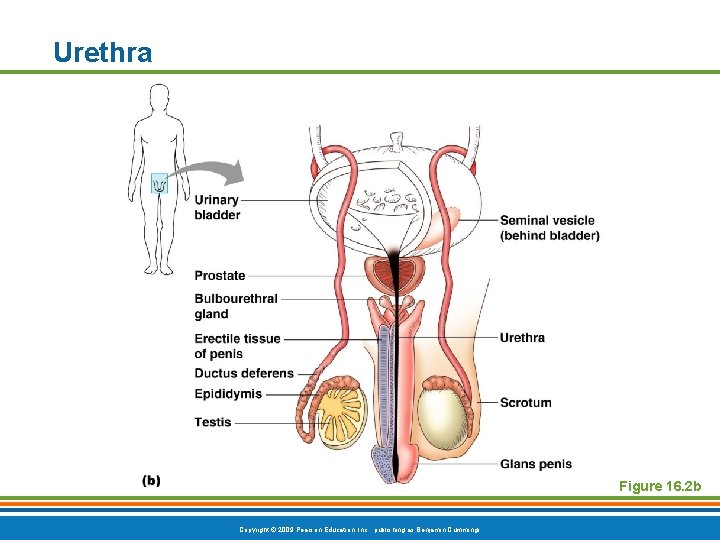 Urethra Figure 16. 2 b Copyright © 2009 Pearson Education, Inc. , publishing as
