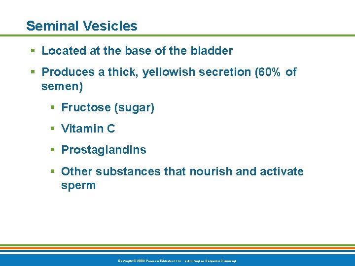 Seminal Vesicles § Located at the base of the bladder § Produces a thick,