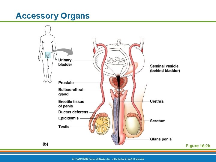 Accessory Organs Figure 16. 2 b Copyright © 2009 Pearson Education, Inc. , publishing
