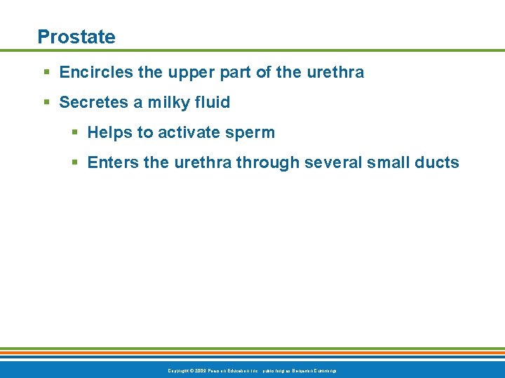 Prostate § Encircles the upper part of the urethra § Secretes a milky fluid