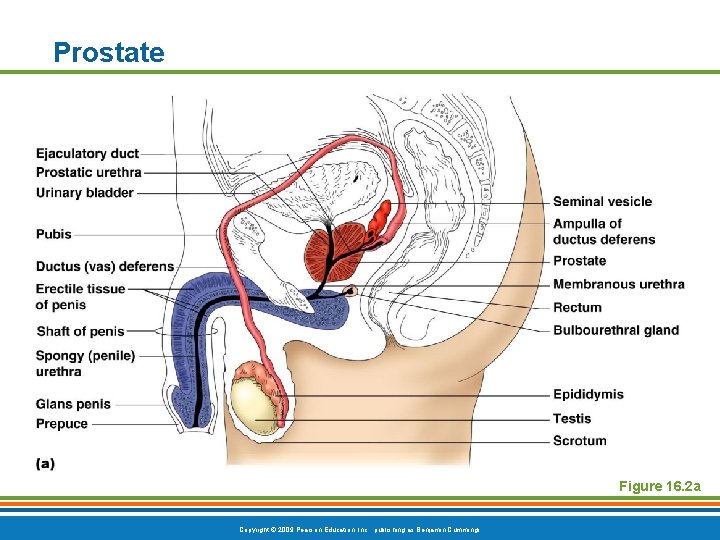 Prostate Figure 16. 2 a Copyright © 2009 Pearson Education, Inc. , publishing as