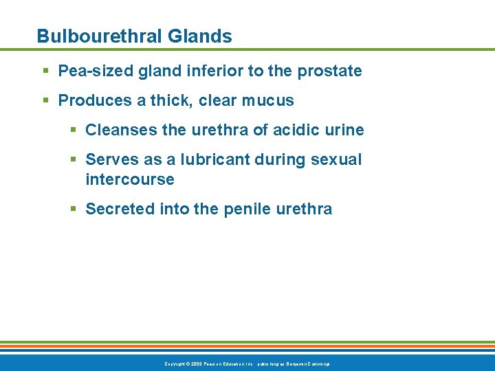 Bulbourethral Glands § Pea-sized gland inferior to the prostate § Produces a thick, clear