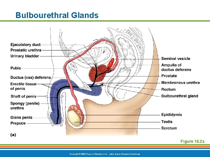 Bulbourethral Glands Figure 16. 2 a Copyright © 2009 Pearson Education, Inc. , publishing