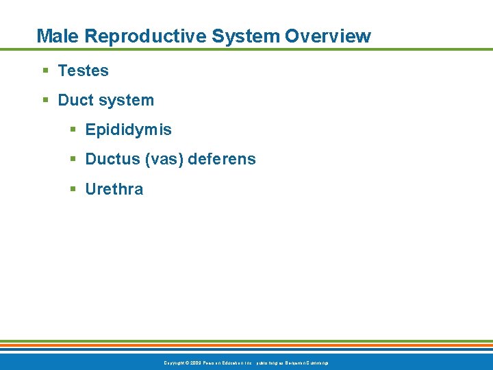 Male Reproductive System Overview § Testes § Duct system § Epididymis § Ductus (vas)