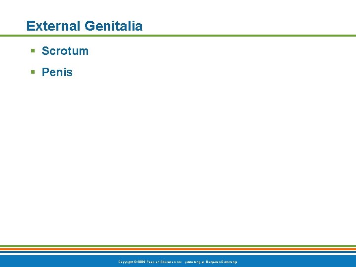 External Genitalia § Scrotum § Penis Copyright © 2009 Pearson Education, Inc. , publishing