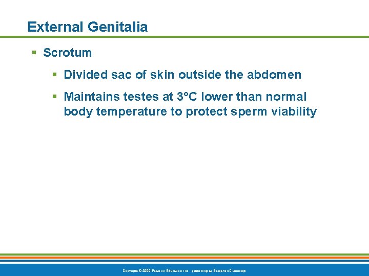 External Genitalia § Scrotum § Divided sac of skin outside the abdomen § Maintains