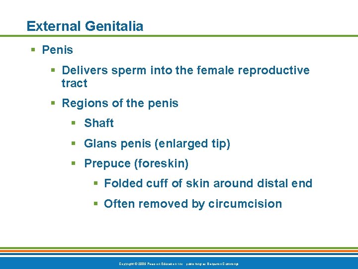 External Genitalia § Penis § Delivers sperm into the female reproductive tract § Regions