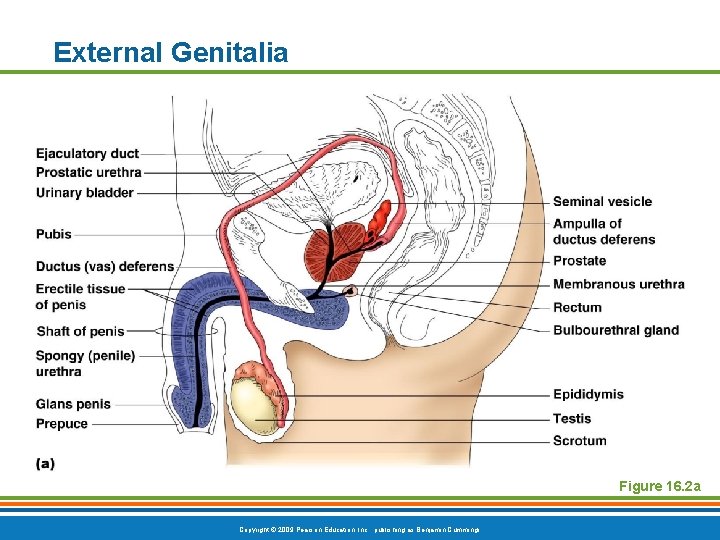 External Genitalia Figure 16. 2 a Copyright © 2009 Pearson Education, Inc. , publishing