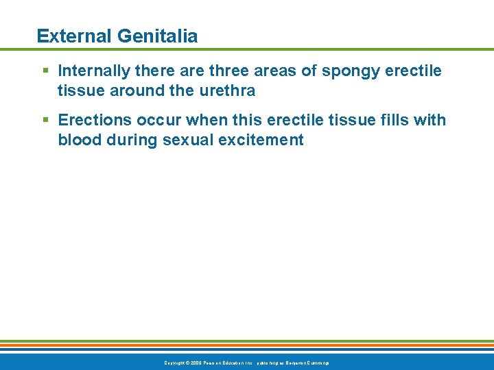 External Genitalia § Internally there are three areas of spongy erectile tissue around the