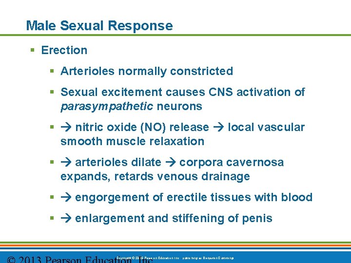 Male Sexual Response § Erection § Arterioles normally constricted § Sexual excitement causes CNS