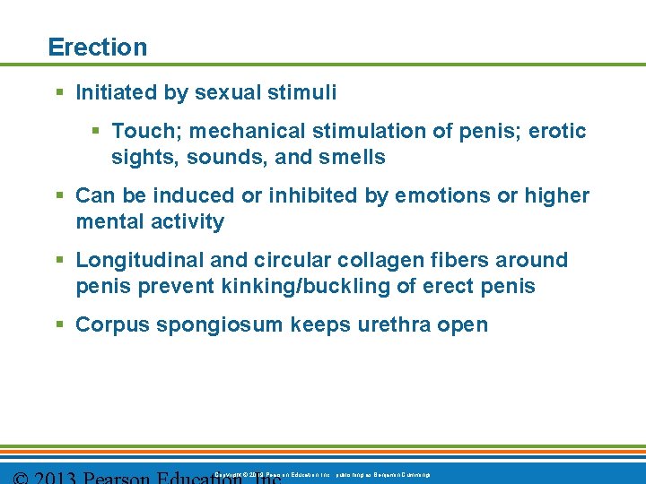 Erection § Initiated by sexual stimuli § Touch; mechanical stimulation of penis; erotic sights,