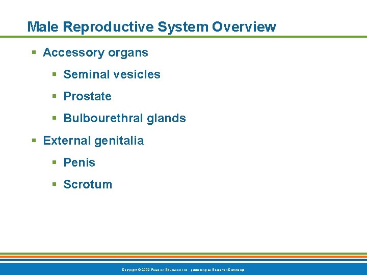 Male Reproductive System Overview § Accessory organs § Seminal vesicles § Prostate § Bulbourethral