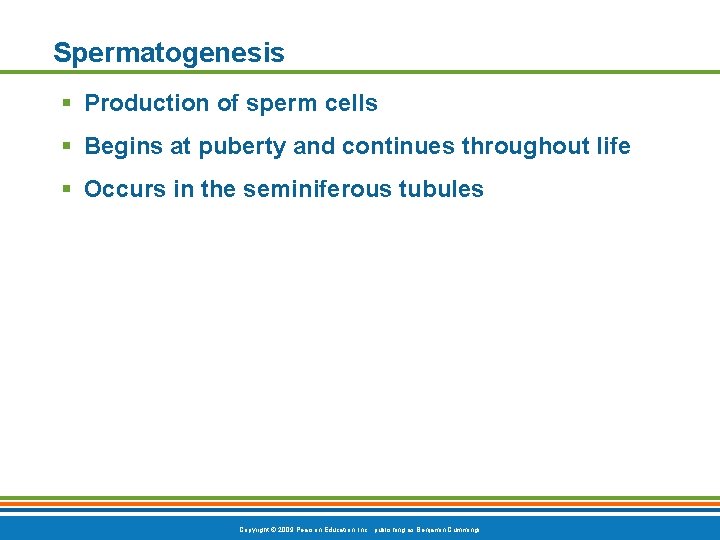 Spermatogenesis § Production of sperm cells § Begins at puberty and continues throughout life