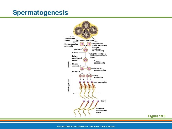 Spermatogenesis Figure 16. 3 Copyright © 2009 Pearson Education, Inc. , publishing as Benjamin