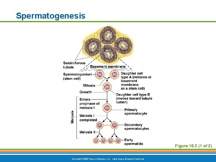 Spermatogenesis Figure 16. 3 (1 of 2) Copyright © 2009 Pearson Education, Inc. ,