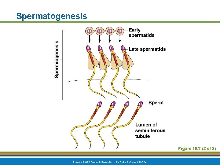 Spermatogenesis Figure 16. 3 (2 of 2) Copyright © 2009 Pearson Education, Inc. ,