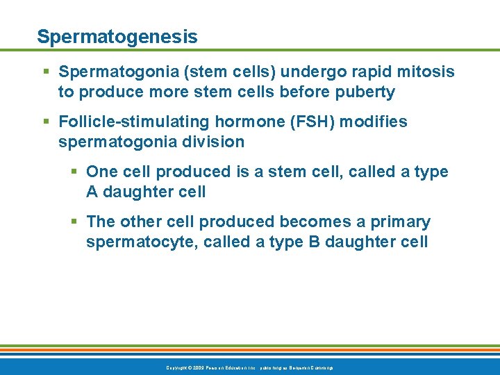 Spermatogenesis § Spermatogonia (stem cells) undergo rapid mitosis to produce more stem cells before