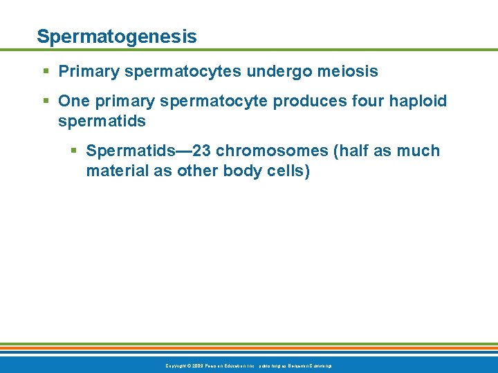 Spermatogenesis § Primary spermatocytes undergo meiosis § One primary spermatocyte produces four haploid spermatids